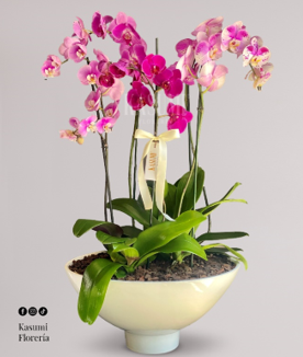 JARDIN DE ORQUIDEAS