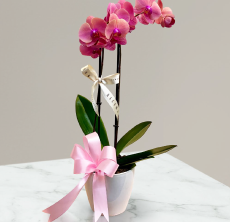 ORQUIDEA CONTEMPORANEA
