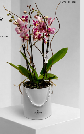 ORQUIDEA DE PERLAS