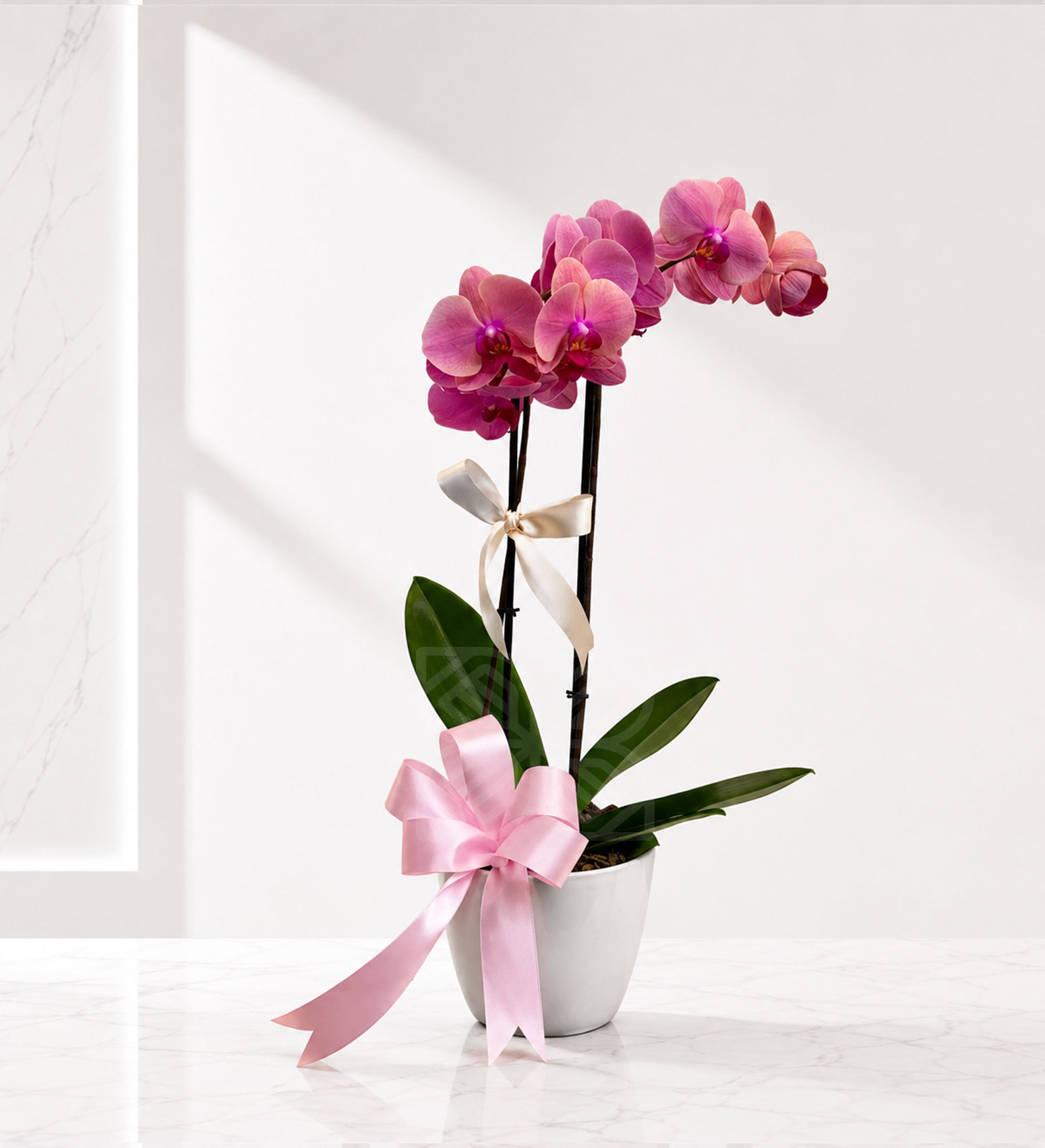 ORQUIDEA CONTEMPORANEA